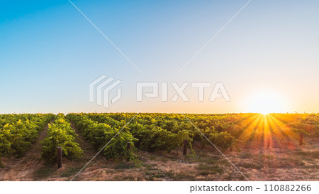 Picturesque Baroosa Valley vineyards at sunset Picturesque Baroosa Valley vineyards at sunset 110882266
