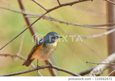 Ruribitaki 110882672