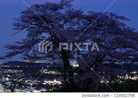 Streetlights and cherry blossoms 110882798