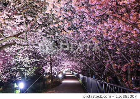 Beautiful Kawazu cherry blossoms illuminated along the Kawazu River [Shizuoka Prefecture, Kawazu Town] 110883007