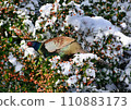 雪地裡吃堅果的雉雞 110883173