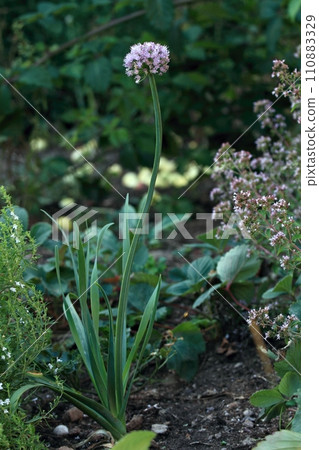 Alium nutans is a Siberian species in a herb garden, oreganum and saturea montana on the sides 110883329