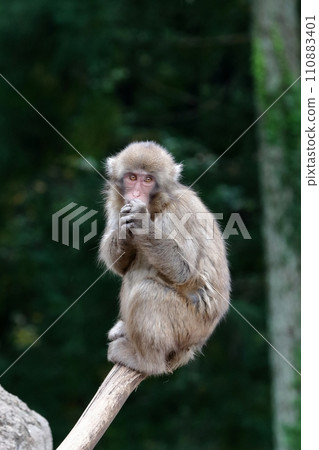 Japanese macaques climbing a tree 110883401