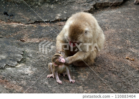 Japanese macaque mother taking care of her baby Japanese macaque mother taking care of her baby 110883404