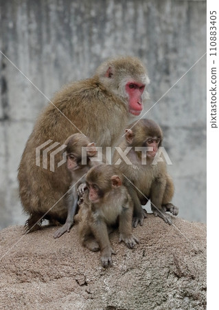 Japanese macaques watching over Kozaru 110883405
