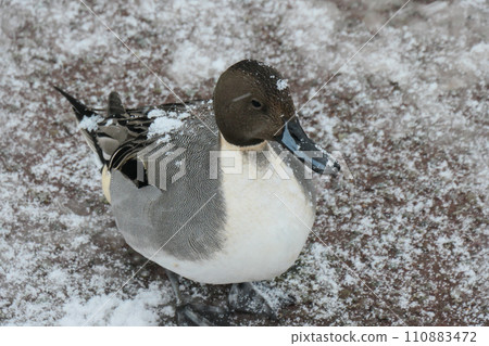 額頭上有一塊雪的雄性長尾鴨 額頭上有一塊雪的雄性長尾鴨 110883472