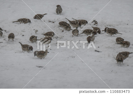 岩手縣雪國的一隻麻雀撿起天鵝留下的麵包屑。 110883473