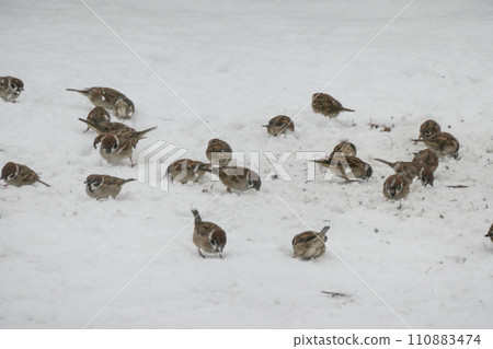 岩手縣雪國的一隻麻雀撿起天鵝留下的麵包屑。 岩手縣雪國的一隻麻雀撿起天鵝留下的麵包屑。 110883474