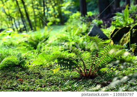 苔蘚和蕨類植物 苔蘚和蕨類植物 110883797