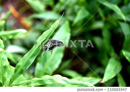 Aosujijiha停在樹葉上 110883947