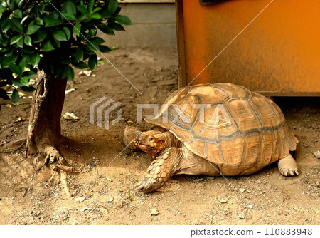 烏龜在花園裡曬太陽 110883948