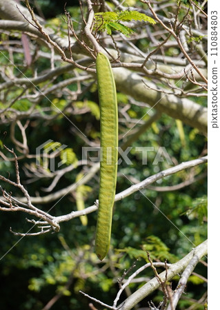 鳳凰木樹上掛著一個大果子 110884803