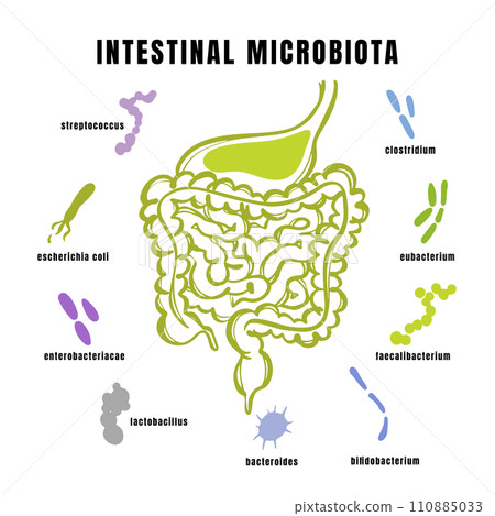 INTESTINAL MICROBIOTA OF THE HUMAN Types Of Bacteria In Gut Medical Banner For Student Education Anatomy Scheme With Text Hand Drawn Vector Illustration INTESTINAL MICROBIOTA OF THE HUMAN Types Of Bacteria In Gut Medical Banner For Student Education Anatomy Scheme With Text Hand Drawn Vector Illustration 110885033