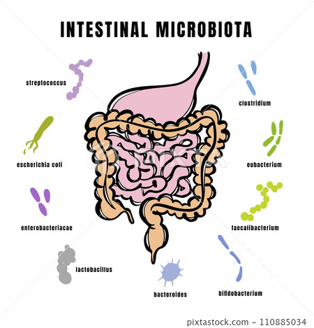 INTESTINAL MICROBIOTA BACTERIA Types In Gut Of The Human Medical Banner For Student Education Anatomy Scheme With Text Hand Drawn Vector Illustration 110885034