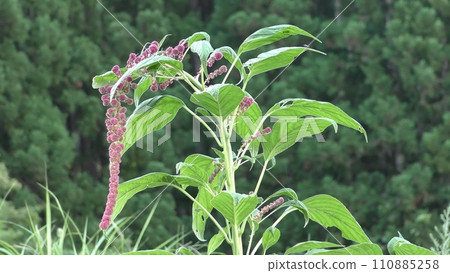 amaranth fruit 110885258