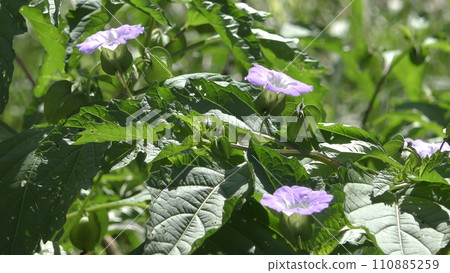 Oossenari flowers 110885259