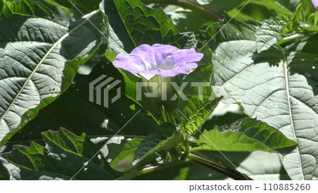 Oossenari flowers 110885260