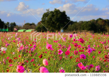 波斯菊盛開的鬼怒綠公園/栃木縣 波斯菊盛開的鬼怒綠公園/栃木縣 110885336