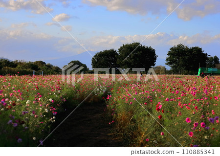 波斯菊盛開的鬼怒綠公園/栃木縣 110885341