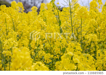 Spring rape blossom field, yellow, pink, green leaves, yellow, feel of spring, vertical composition 110885985