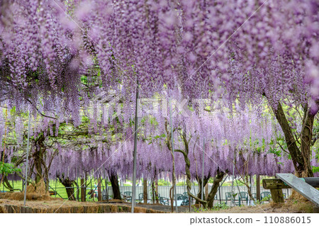 Wisteria flower blooming on a wisteria trellis 110886015