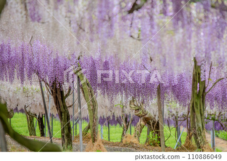 盛開的紫藤花 盛開的紫藤花 110886049