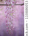 紫藤枝與粉紅色的花朵 110886053