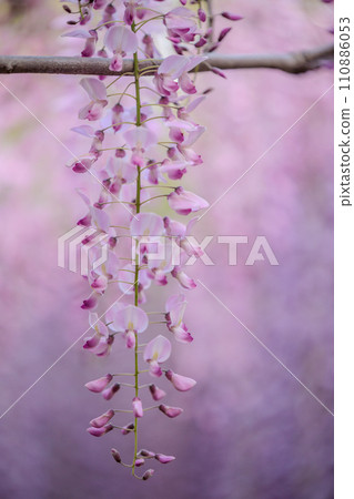 紫藤枝與粉紅色的花朵 110886053