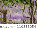 紫藤花的景觀 110886054