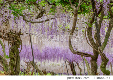 紫藤花的景觀 紫藤花的景觀 110886054