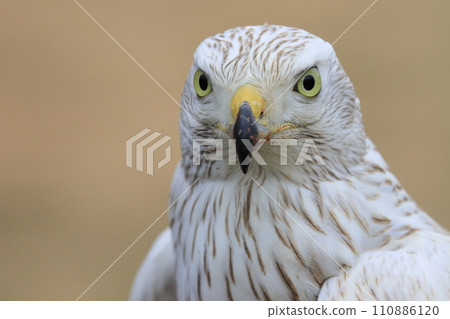 white goshawk, white great hawk, falconry great hawk white goshawk, white great hawk, falconry great hawk 110886120