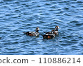 Shinori duck floating in the sea January [Photo location: Teshio Port, Hokkaido] 110886214