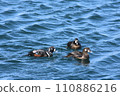 Male and female Shinorigamo in January [Photo location: Teshio Port, Hokkaido] 110886216