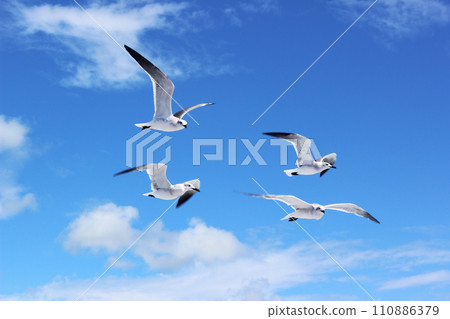 Selective focus of big white sea gulls on blue sky background Dominican Republic 110886379
