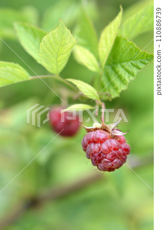 European red Raspberry European red Raspberry 110886739