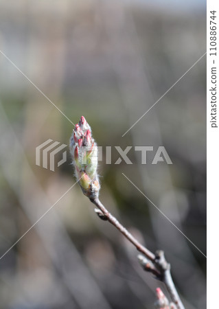 Snowy mespilus Snowy mespilus 110886744