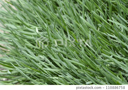 Broad-leaves chives 110886758