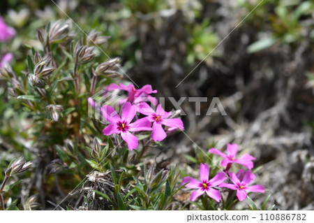 Creeping Phlox Atropurpurea Creeping Phlox Atropurpurea 110886782
