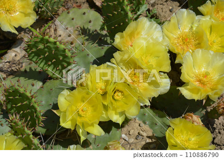 Barbary fig Barbary fig 110886790