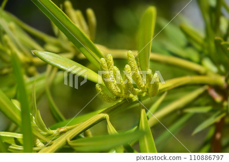 Oleander podocarp Oleander podocarp 110886797
