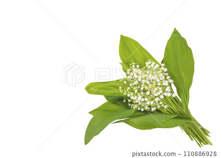 Bouquet of lilies of the valley with waterdrops isolated on a white background; copy space 110886928