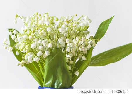 Close up for a bouquet of white lilies of the valley on a white background; International worker day symbol 110886931