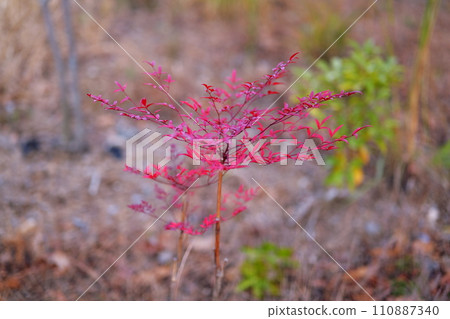 小而美麗的葉子會變色 小而美麗的葉子會變色 110887340