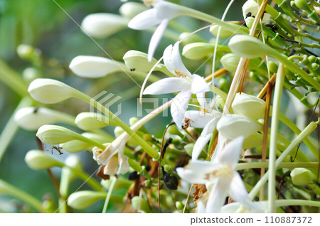 Cork tree, Indian cork tree or Millingtonia hortensis Linn or BIGNONIACEAE or white flower 110887372