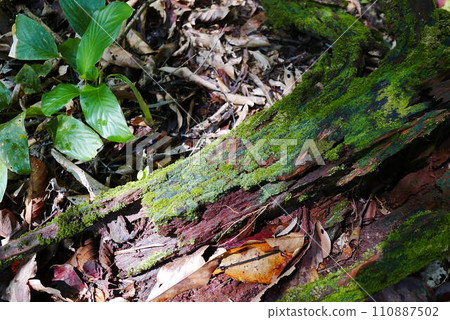 Rainforest Discovery Center. Sandakan is also the second largest town in Sabah, Malaysia. Known as the Natural City, Sandakan visitors have the opportunity to explore wildlife sanctuaries and discover 110887502
