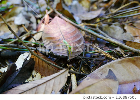 Rainforest Discovery Center. Sandakan is also the second largest town in Sabah, Malaysia. Known as the Natural City, Sandakan visitors have the opportunity to explore wildlife sanctuaries and discover 110887503