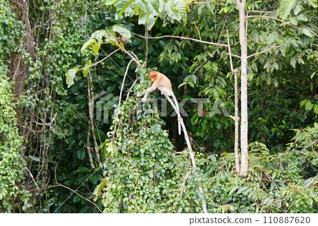 Rainforest Discovery Center. Sandakan is also the second largest town in Sabah, Malaysia. Known as the Natural City, Sandakan visitors have the opportunity to explore wildlife sanctuaries and discover Rainforest Discovery Center. Sandakan is also the second largest town in Sabah, Malaysia. Known as the Natural City, Sandakan visitors have the opportunity to explore wildlife sanctuaries and discover 110887620