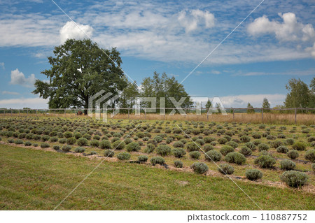 Landscape with lavender field 110887752
