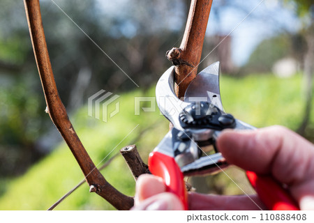 Farmer pruning the vine in winter. Agriculture. Farmer pruning the vine in winter. Agriculture. 110888408