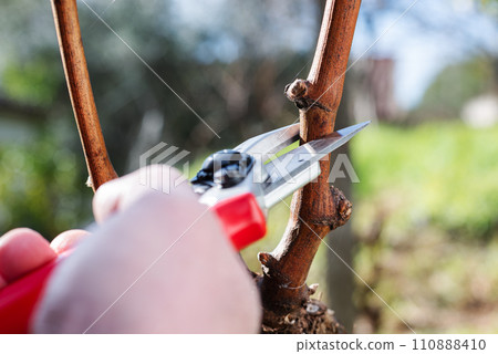 Farmer pruning the vine in winter. Agriculture. Farmer pruning the vine in winter. Agriculture. 110888410